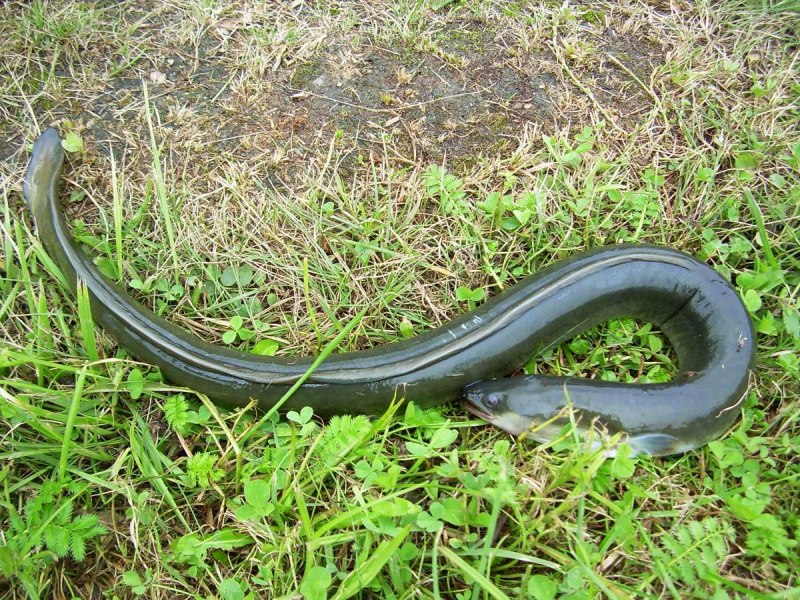 Eel угорь