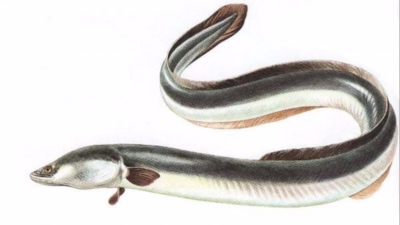Anguilla japonica угорь