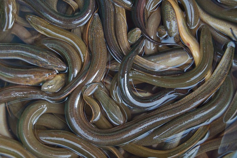 Угорь Anguilla SPP