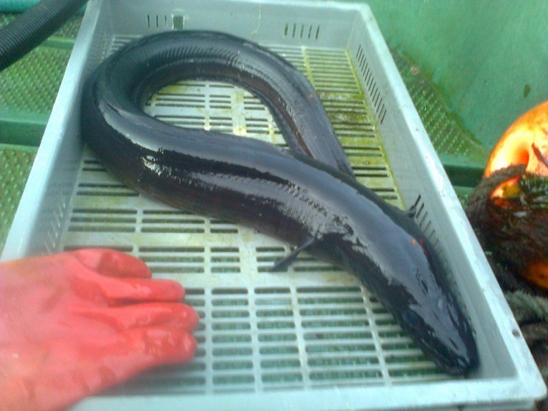 Eel угорь