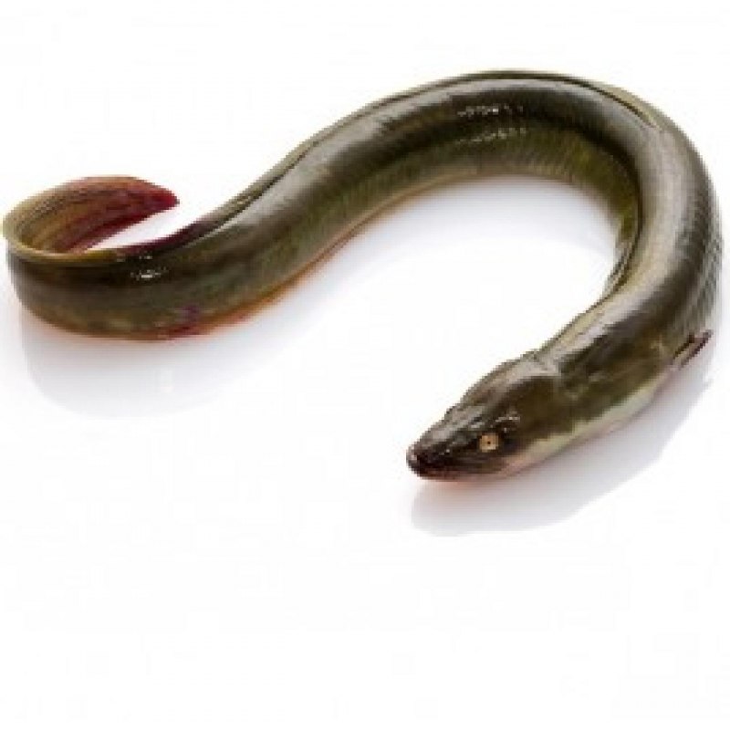 Рыба eel belut