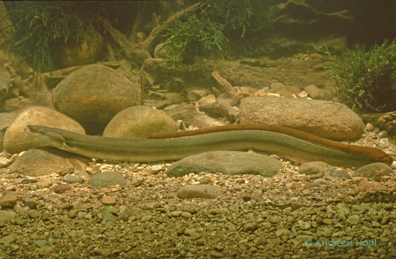 Электрический угорь (Electrophorus electricus)