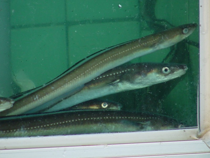 Угорь в Каспийском море