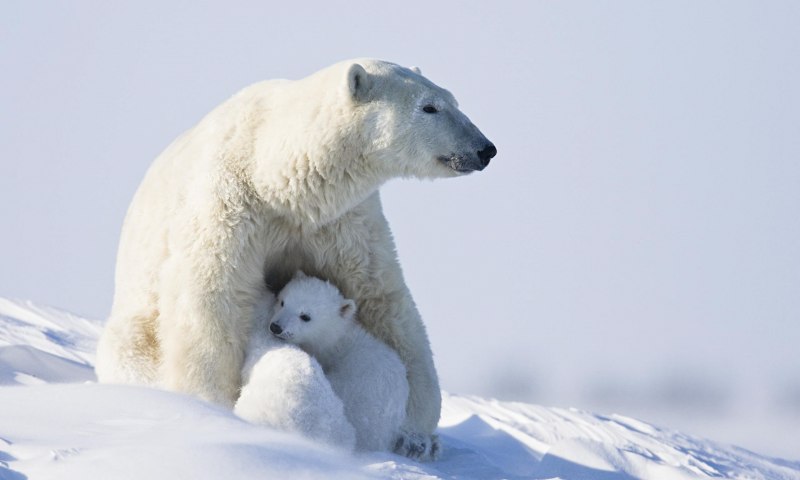 Совы Северной Америки