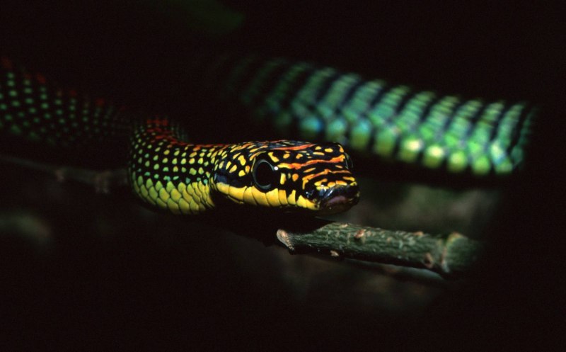 Chrysopelea Paradisi змея