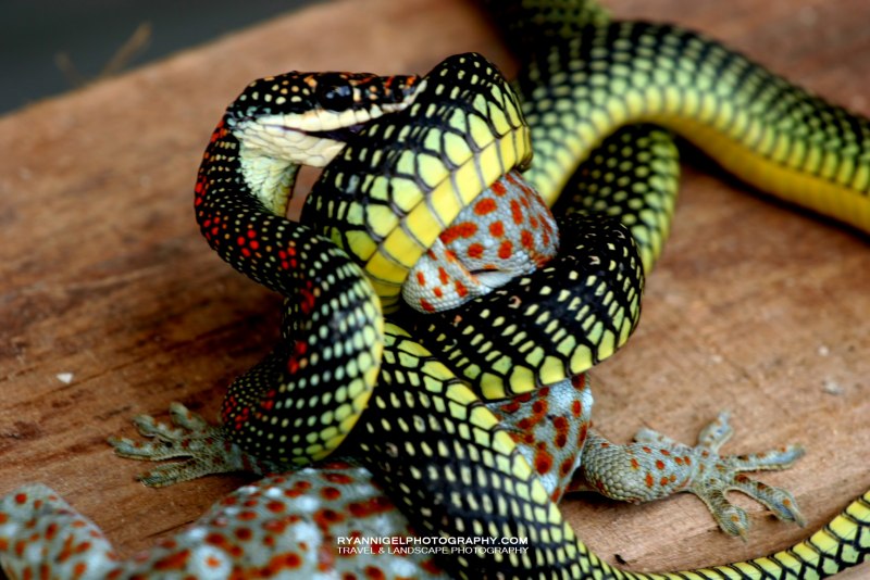 Chrysopelea Ornata