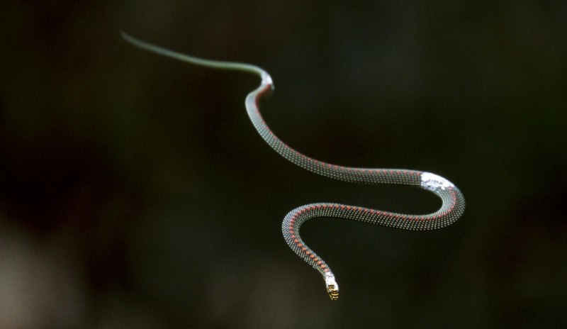 Chrysopelea taprobanica