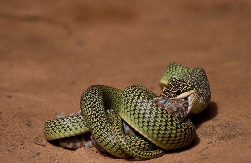 Chrysopelea Ornata ядовитая?