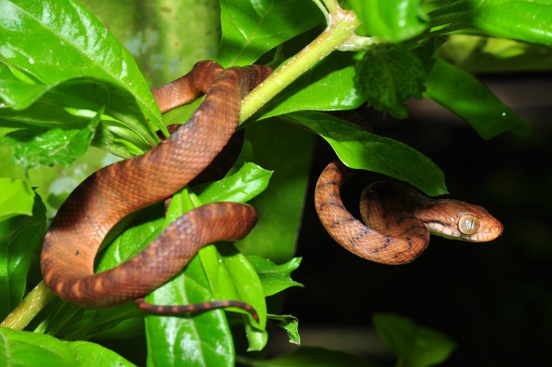 Chrysopelea Ornata