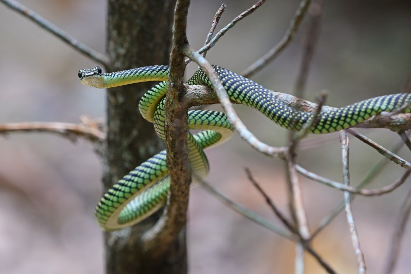 Chrysopelea Paradisi змея