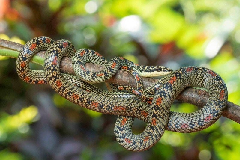 Chrysopelea Ornata