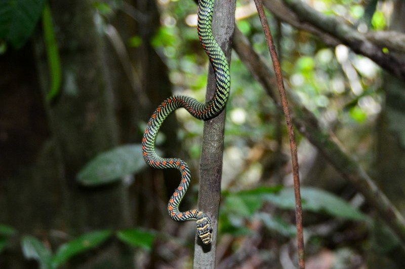 Chrysopelea Paradisi змея