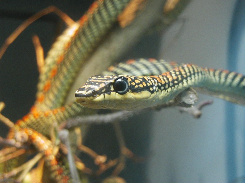 Chrysopelea Paradisi змея