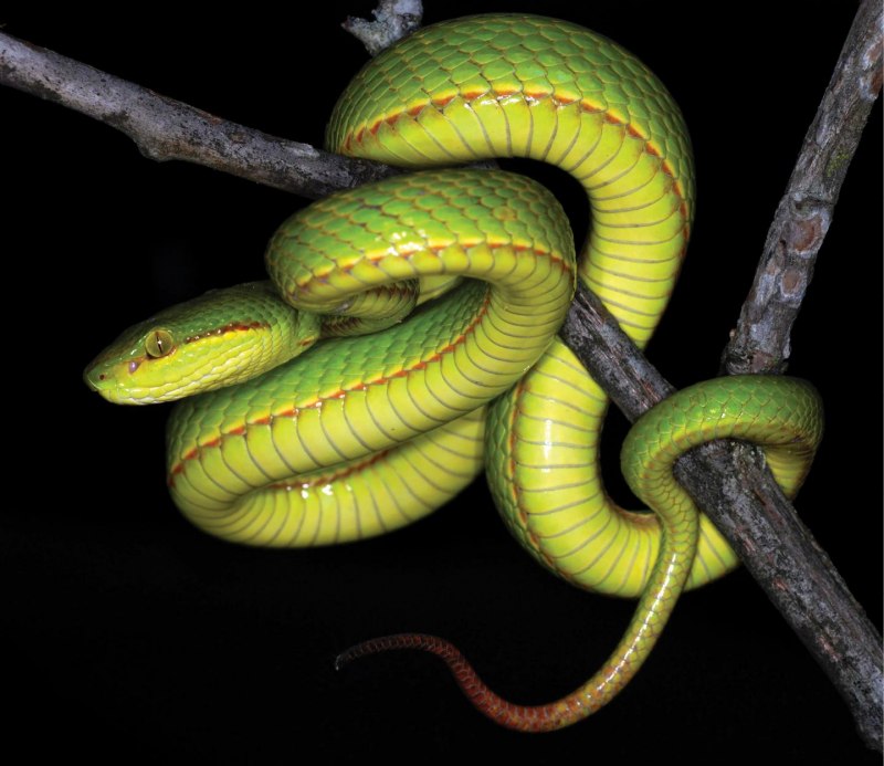 Dendrelaphis luzonensis