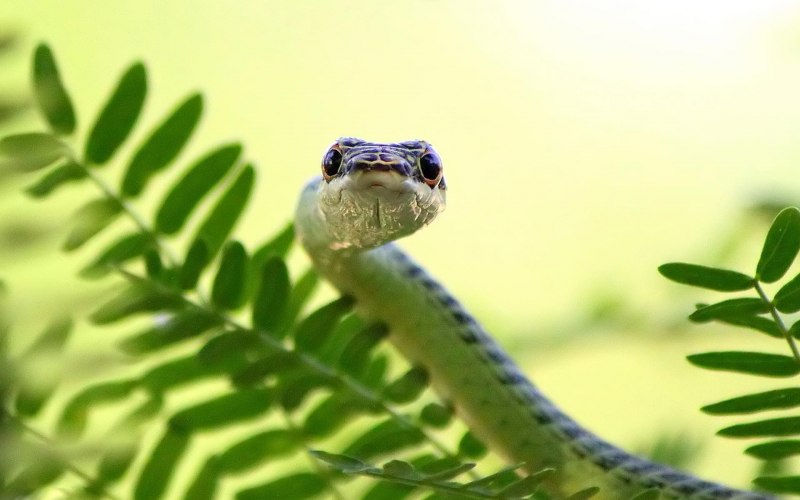Chrysopelea Ornata