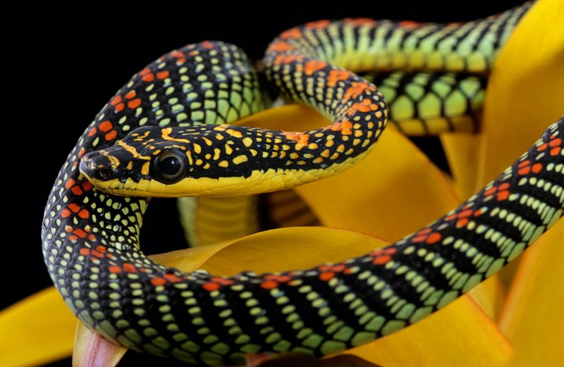 Chrysopelea taprobanica
