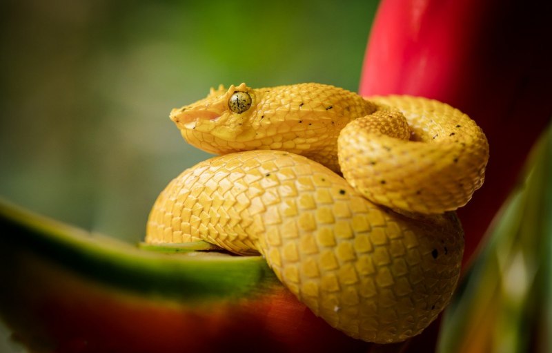 Chrysopelea taprobanica
