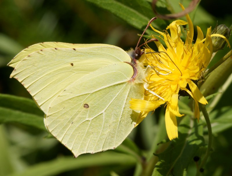 • Лимонница (Gonepteryx rhamni l.) Чувашия