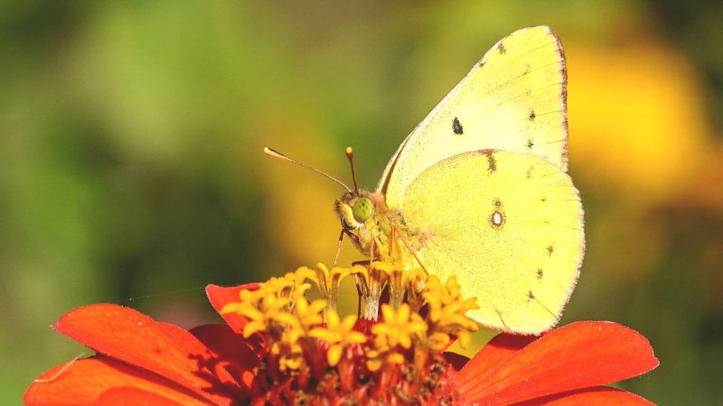 Желтушка COLIAS croceus