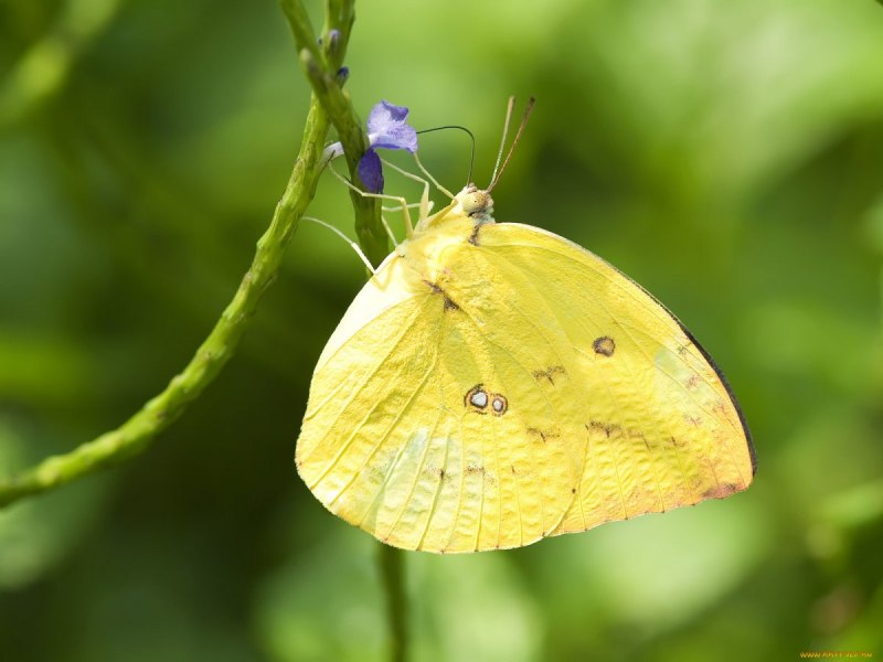 Gonepteryx rhamni лимонница