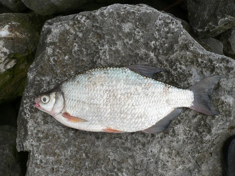 Blicca bjoerkna