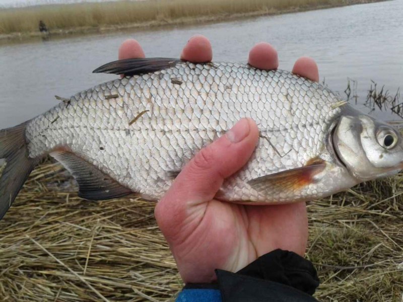 Лещ обыкновенный Abramis brama