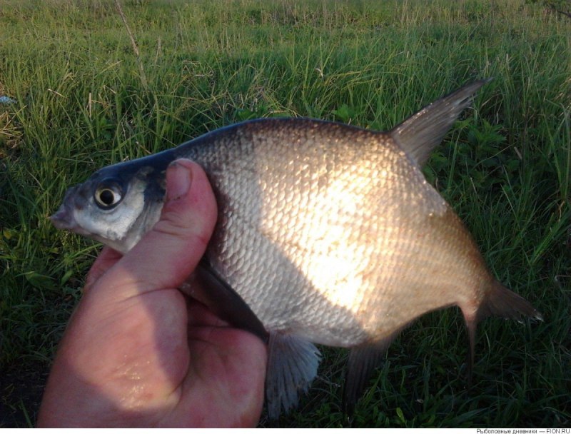 Лещ обыкновенный Abramis brama