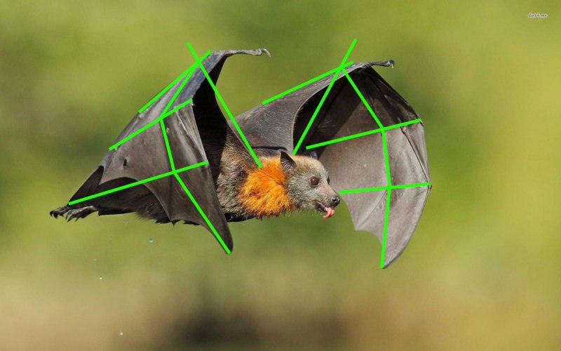 Flying Fox bat
