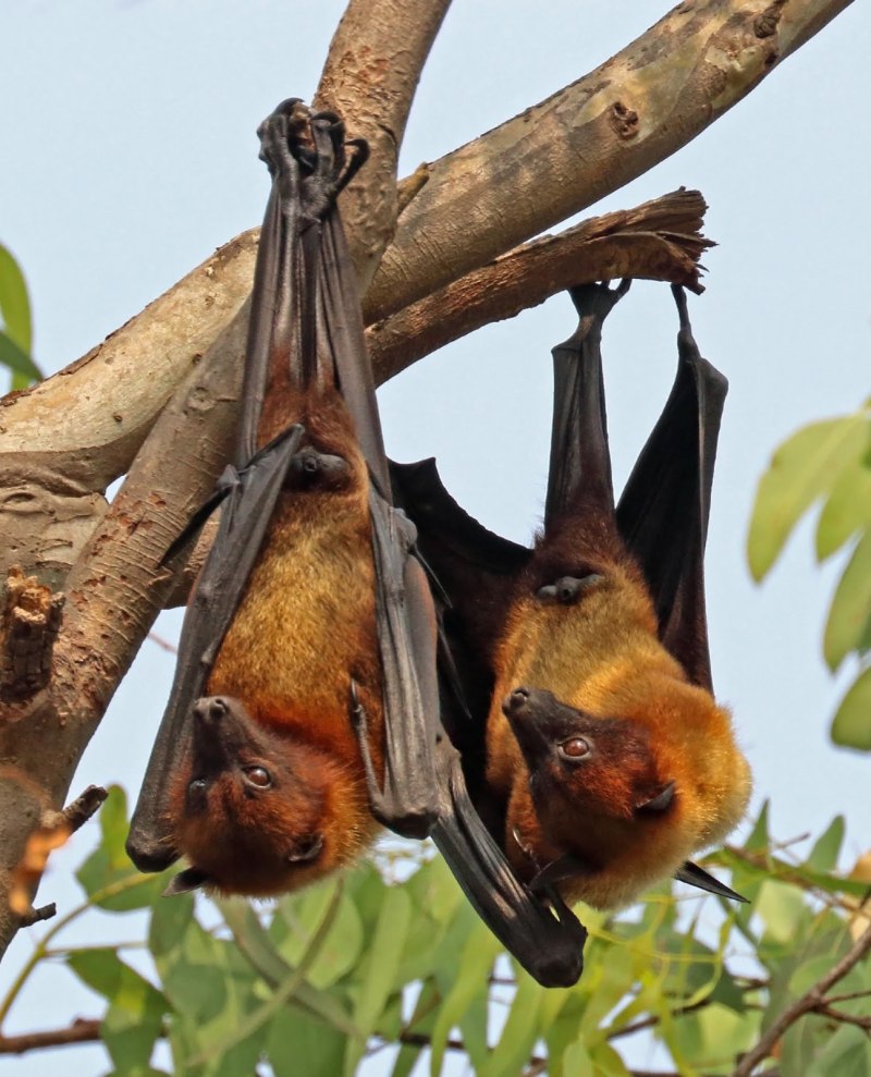 Flying Fox летучая мышь
