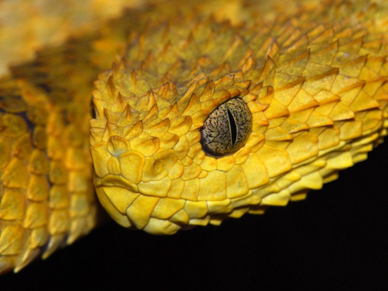 Кустарниковая гадюка (Atheris