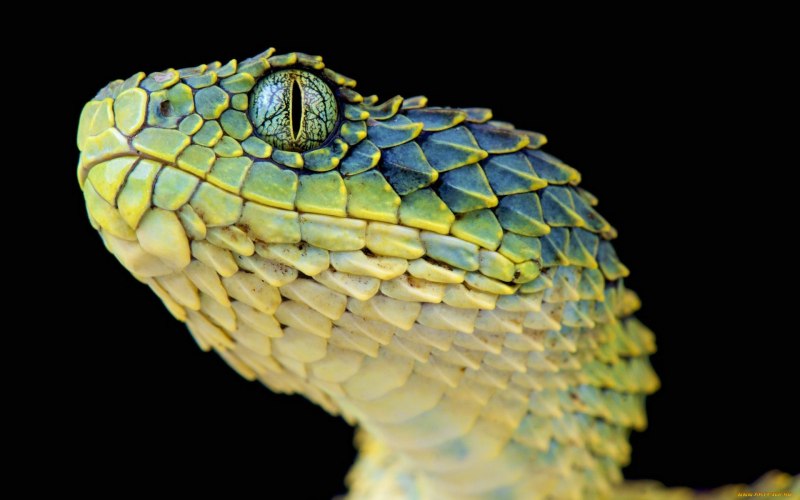 Кустарниковая гадюка (Atheris