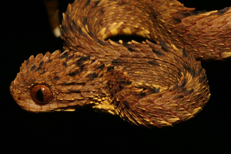 Чёрная мамба Dendroaspis polylepis