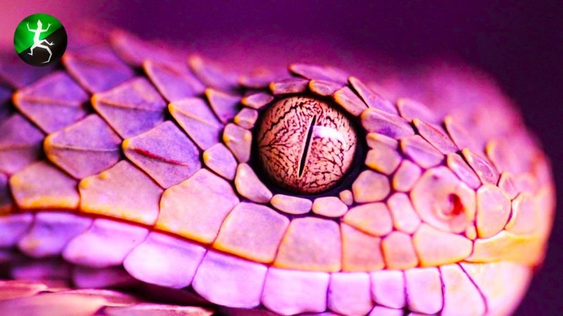 Кустарниковая гадюка (Atheris