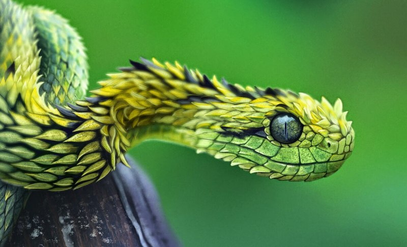 Crotalus adamanteus