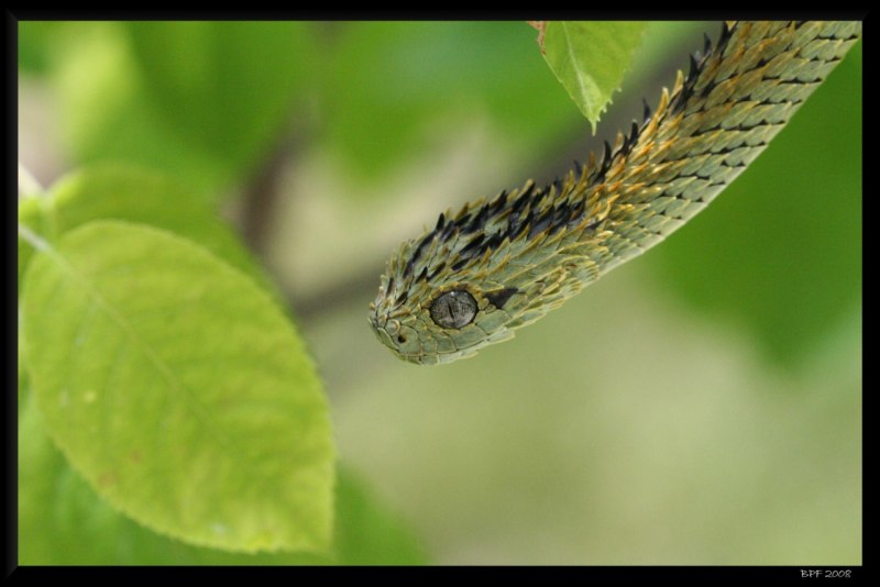 Кустарниковая гадюка (Atheris