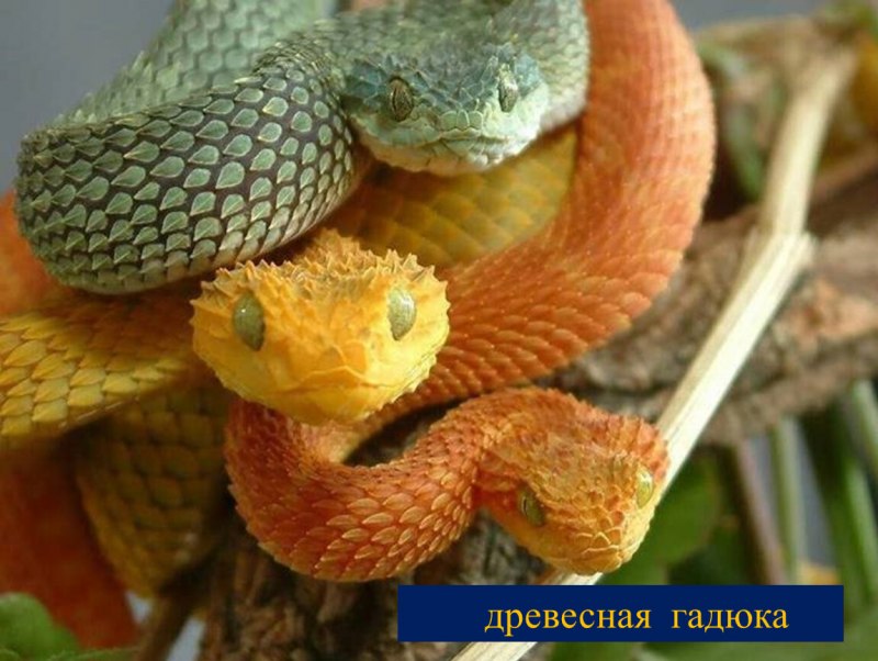 Кустарниковая шершавая гадюка