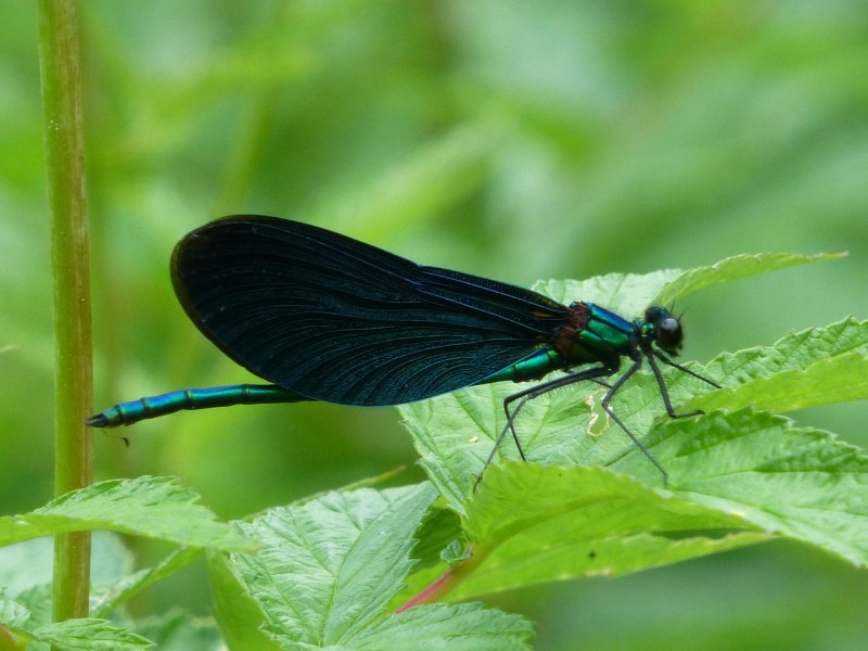 Ophiogomphus serpentinus