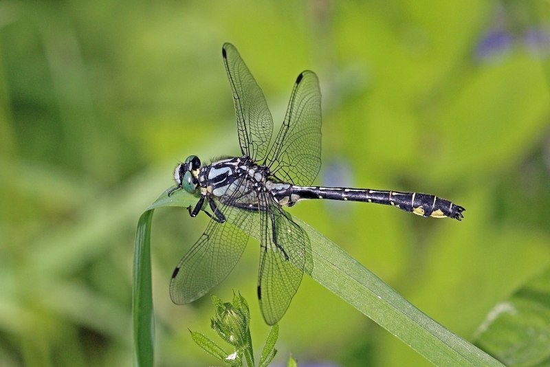 Gomphus vulgatissimus