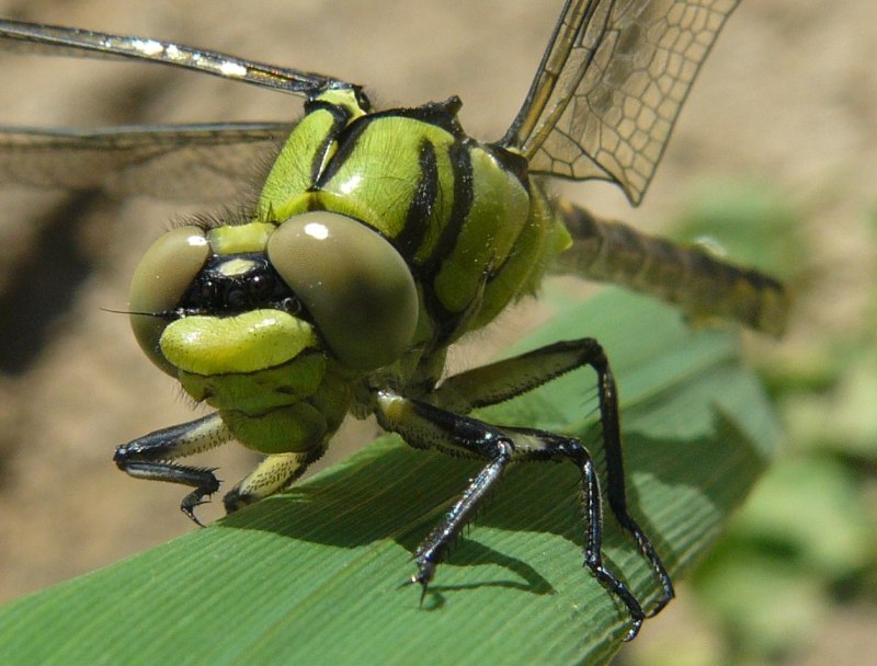 Ophiogomphus Cecilia