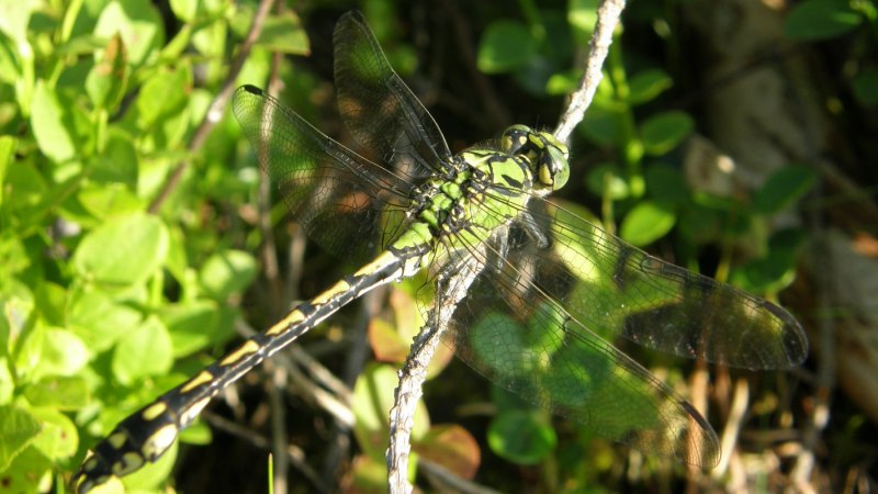 Дедка желтоногий Gomphus flavipes