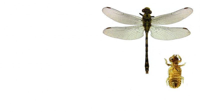 Стрекоза Gomphus