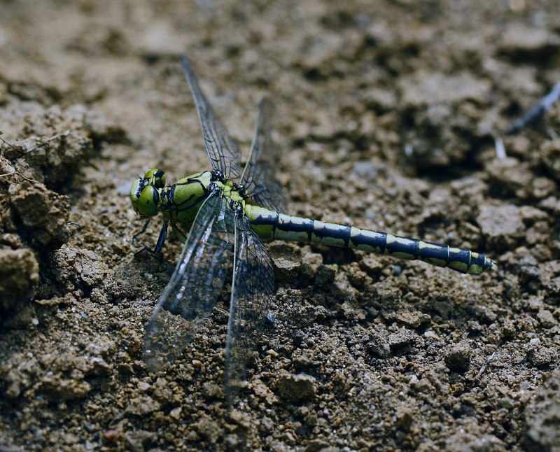 Gomphus flavipes