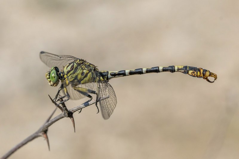 Aeshna juncea
