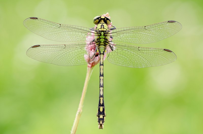 Ophiogomphus Cecilia