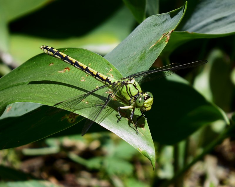 Ophiogomphus личинка