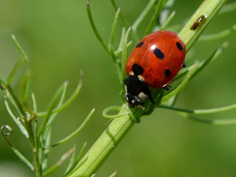 Gomphidae личинки