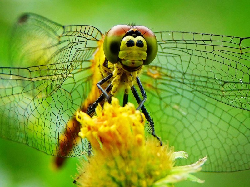 Равнокрылые Стрекозы (Zygoptera)