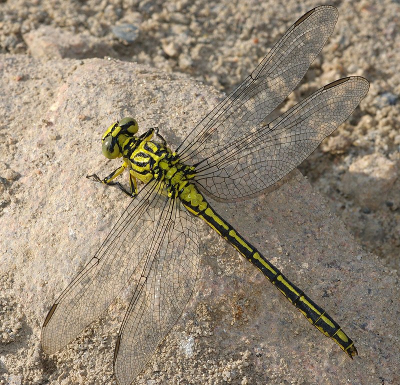 Onychogomphus forcipatus