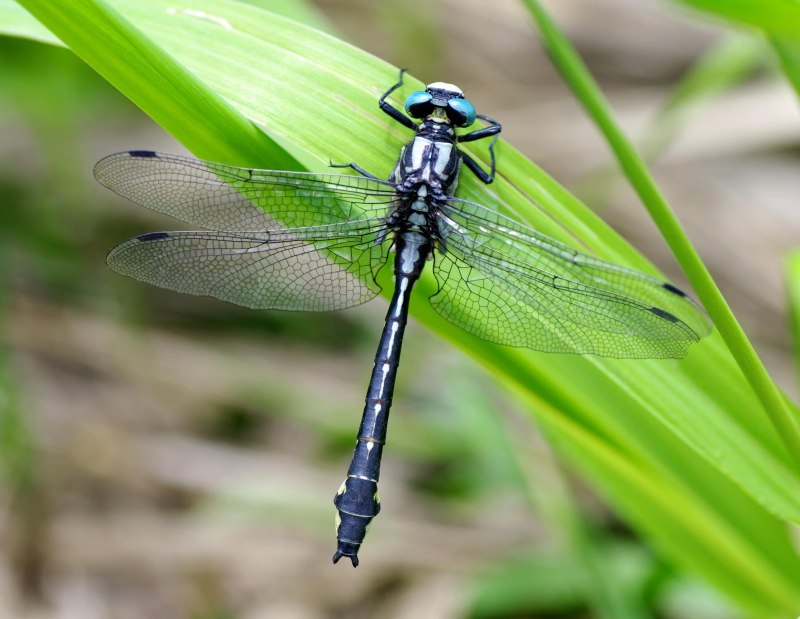 Onychogomphus forcipatus