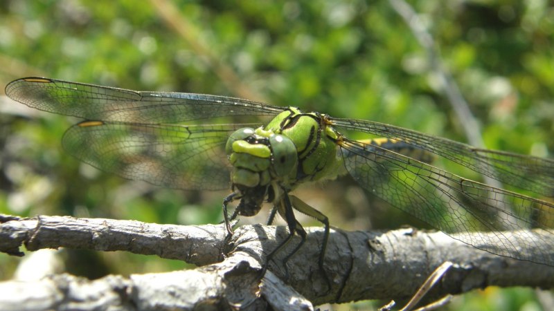 .Ophiogomphus Cecilia Fourcroy